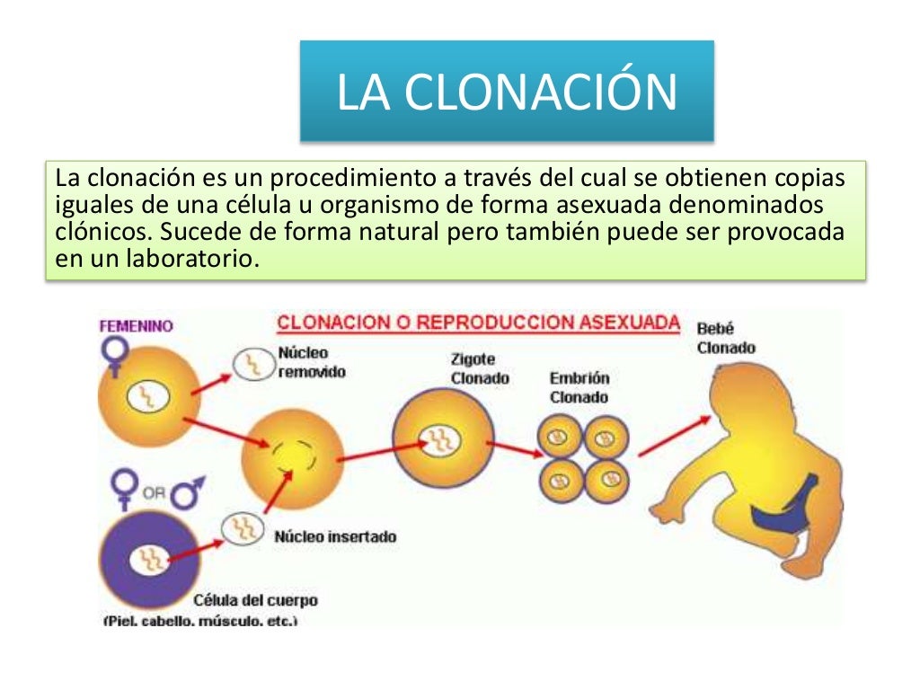 LA CLONACIÓN " facultad de medicina humana Daniel Alcides Carrión"