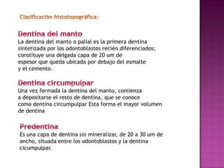 La dentina del manto o palial es la primera dentina
sintetizada por los odontoblastos recién diferenciados;
constituye una delgada capa de 20 um de
espesor que queda ubicada por debajo del esmalte
y el cemento.


Una vez formada la dentina del manto, comienza
a depositarse el resto de dentina, que se conoce
como dentina circumpulpar Esta forma el mayor volumen
de dentina



Es una capa de dentina sin mineralizar, de 20 a 30 um de
ancho, situada entre los odontoblastos y la dentina
cicumpulpar.
 