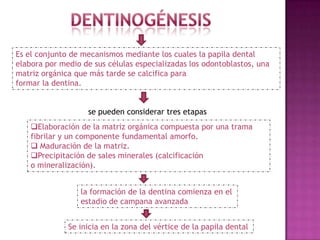 Es el conjunto de mecanismos mediante los cuales la papila dental
elabora por medio de sus células especializadas los odontoblastos, una
matriz orgánica que más tarde se calcifica para
formar la dentina.


                    se pueden considerar tres etapas
    Elaboración de la matriz orgánica compuesta por una trama
    fibrilar y un componente fundamental amorfo.
     Maduración de la matriz.
    Precipitación de sales minerales (calcificación
    o mineralización).


                 la formación de la dentina comienza en el
                 estadio de campana avanzada


              Se inicia en la zona del vértice de la papila dental
 