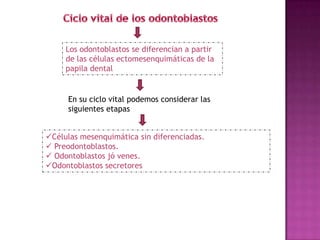 Los odontoblastos se diferencian a partir
     de las células ectomesenquimáticas de la
     papila dental


     En su ciclo vital podemos considerar las
     siguientes etapas


Células mesenquimática sin diferenciadas.
 Preodontoblastos.
 Odontoblastos jó venes.
Odontoblastos secretores
 