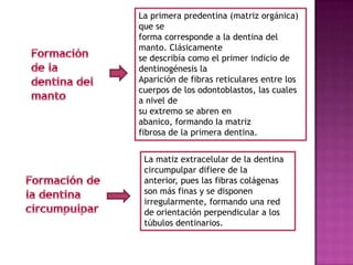 La primera predentina (matriz orgánica)
que se
forma corresponde a la dentina del
manto. Clásicamente
se describía como el primer indicio de
dentinogénesis la
Aparición de fibras reticulares entre los
cuerpos de los odontoblastos, las cuales
a nivel de
su extremo se abren en
abanico, formando Ia matriz
fibrosa de la primera dentina.


 La matiz extracelular de la dentina
 circumpulpar difiere de la
 anterior, pues las fibras colágenas
 son más finas y se disponen
 irregularmente, formando una red
 de orientación perpendicular a los
 túbulos dentinarios.
 