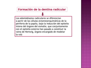 Los odontoblastos radiculares se diferencian
a partir de las células ectomesenquimáticas de la
periferia de la papila, bajo la inducción del epitelio
inteno del órgano del esmalte, que conjuntamente
con el epitelio externo han pasado a constituir la
vaina de Hertwig, órgano encargado de modelar
la raíz
 