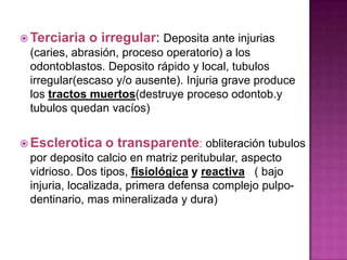  Terciaria   o irregular: Deposita ante injurias
 (caries, abrasión, proceso operatorio) a los
 odontoblastos. Deposito rápido y local, tubulos
 irregular(escaso y/o ausente). Injuria grave produce
 los tractos muertos(destruye proceso odontob.y
 tubulos quedan vacíos)


 Esclerotica    o transparente: obliteración tubulos
 por deposito calcio en matriz peritubular, aspecto
 vidrioso. Dos tipos, fisiológica y reactiva ( bajo
 injuria, localizada, primera defensa complejo pulpo-
 dentinario, mas mineralizada y dura)
 
