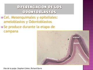  Cel. Mesenquimales y epiteliales:
  ameloblastos y Odontoblastos
 Se produce durante la etapa de
  campana




 Vías de la pulpa .Stephen Cohen, Richard Burns
 