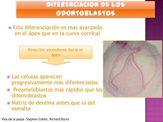    Esta diferenciación es mas avanzada
         en el ápex que en la curva cervical

                 Dirección ascendente hacia el
                              ápex




    Las células aparecen
     progresivamente mas diferenciadas
    Preameloblastos mas rápidos que los
     Odontoblastos
    Matriz de dentina antes que la del
     esmalte
Vías de la pulpa .Stephen Cohen, Richard Burns
 