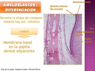 Membrana basal
                                                 Epitelio interior
                                                 del esmalte


Durante la etapa de campana
  todavia hay act. mitotica

                                                                                 Pre
                     CAMBIOS                                           Odontoblastos

                                                                              Papila
  Membrana basal                                                              dental

    en la papila
  dental adyacente



Vías de la pulpa .Stephen Cohen, Richard Burns
 