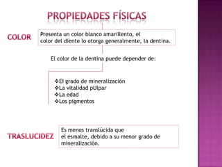 Presenta un color blanco amarillento, el
color del diente lo otorga generalmente, la dentina.


    El color de la dentina puede depender de:



     EI grado de mineralización
     La vitalidad pUlpar
     La edad
     Los pigmentos




        Es menos translúcida que
        el esmalte, debido a su menor grado de
        mineralización.
 