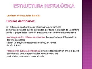 Los túbulos o conductillos dentinarios son estructuras
cilíndricas delgadas que se extienden por todo el espesor de la dentina
desde la pulpa hasta Ia unión amelodentinaria o cementodentinaria
Morfología de los túbulos dentinarios: Los conductos o túbulos de Ia
dentina coronaria
siguen un trayecto doblemente curvo, en forma
de <S> itálica

Pared de los túbulos dentinarios: están rodeados por un anillo o pared
denominado dentina peritubular, tubular o matriz
peritubular, altamente mineralizada
 