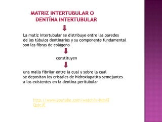 La matiz intertubular se distribuye entre las paredes
de los túbulos dentinarios y su componente fundamental
son las fibras de colágeno


                  constituyen


una malla fibrilar entre la cual y sobre la cual
se depositan los cristales de hidroxiapatita semejantes
a los existentes en la dentina peritubular



     http://www.youtube.com/watch?v=KdrAT
     QzjcJE
 