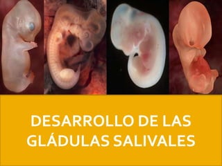 DESARROLLO DE LAS GLÁDULAS SALIVALES 