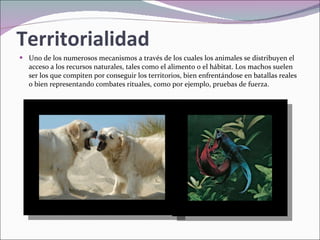 Territorialidad Uno de los numerosos mecanismos a través de los cuales los animales se distribuyen el acceso a los recursos naturales, tales como el alimento o el hábitat. Los machos suelen ser los que compiten por conseguir los territorios, bien enfrentándose en batallas reales o bien representando combates rituales, como por ejemplo, pruebas de fuerza. 