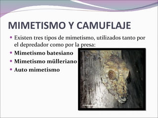 MIMETISMO Y CAMUFLAJE  Existen tres tipos de mimetismo, utilizados tanto por el depredador como por la presa: Mimetismo batesiano Mimetismo mülleriano Auto mimetismo 