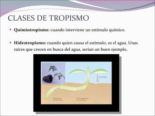 CLASES DE TROPISMO Quimiotropismo : cuando interviene un estímulo químico. Hidrotropismo:  cuando quien causa el estímulo, es el agua. Unas raíces que crecen en busca del agua, serían un buen ejemplo . 