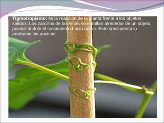 Tigmotropismo:  es la reacción de la planta frente a los objetos sólidos. Los zarcillos de las viñas se enrollan alrededor de un objeto, posibilitándole el crecimiento hacia arriba. Este crecimiento lo producen las auxinas. 