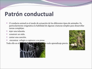 Patrón conductual   O conducta animal es el modo de actuación de los diferentes tipos de animales. Es particularmente enigmática la habilidad de algunas criaturas simples para desarrollar tareas complejas:  tejer una telaraña.  construir un nido. cantar una canción. encontrar  refugio o capturar a su presa. Todo ello en el momento justo y con escaso o nulo aprendizaje previo. 