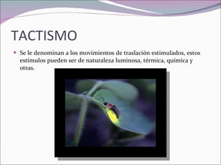 TACTISMO Se le denominan a los movimientos de traslación estimulados, estos estímulos pueden ser de naturaleza luminosa, térmica, química y otras. 