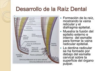 Desarrollo de la Raíz Dental
                  Formación de la raíz,
                   mostrando la vaina
                   reticular y el
                   diafragma epitelial.
                  Muestra la fusión del
                   epitelio externo e
                   interno del esmalte
                   para formar la vaina
                   radicular epitelial.
                  La dentina radicular
                   se ha formado por
                   debajo del esmalte
                   cervical sobre la
                   superficie del órgano
                   pulpar.
 