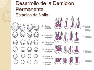 Desarrollo de la Dentición
Permanente
Estadios de Nolla
 