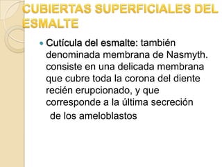    Cutícula del esmalte: también
    denominada membrana de Nasmyth.
    consiste en una delicada membrana
    que cubre toda la corona del diente
    recién erupcionado, y que
    corresponde a la última secreción
     de los ameloblastos
 