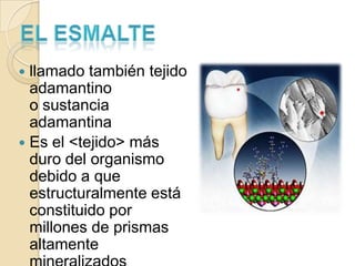  llamado también tejido
  adamantino
  o sustancia
  adamantina
 Es el <tejido> más
  duro del organismo
  debido a que
  estructuralmente está
  constituido por
  millones de prismas
  altamente
 