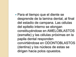    Para el tiempo que el diente se
    desprende de la lamina dental, al final
    del estadio de campana. Las células
    del epitelio interno se elongan
    constituyéndose en AMELOBLASTOS
    (esmalte) y las células próximas en la
    papila dental responden
    convirtiéndose en ODONTOBLASTOS
    (dentina) y los núcleos de estas se
    dirigen hacia polos opuestos.
 