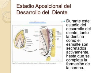 Estadio Aposicional del
Desarrollo del Diente
                      Durante este
                       estadio del
                       desarrollo del
                       diente, tanto
                       la dentina
                       como el
                       esmalte son
                       secretados
                       activamente,
                       hasta que se
                       completa la
                       formación de
                       la corona.
 