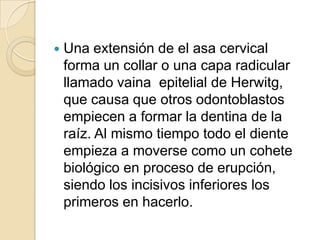    Una extensión de el asa cervical
    forma un collar o una capa radicular
    llamado vaina epitelial de Herwitg,
    que causa que otros odontoblastos
    empiecen a formar la dentina de la
    raíz. Al mismo tiempo todo el diente
    empieza a moverse como un cohete
    biológico en proceso de erupción,
    siendo los incisivos inferiores los
    primeros en hacerlo.
 