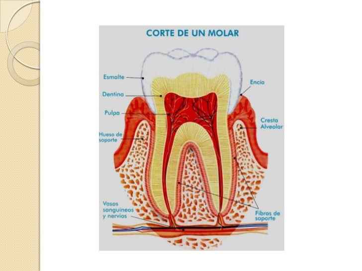 Desarrollo del Esmalte y Dentina