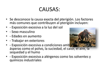 CAUSAS:
• Se desconoce la causa exacta del pterigión. Los factores
más comunes que contribuyen al pterigión incluyen:
• - Exposición excesiva a la luz del sol
• - Sexo masculino
• - Edades en aumento
• - Trabajar en exteriores
• - Exposición excesiva a condiciones ambientales
ásperas como el polvo, la suciedad, el calor, el aire, la
sequedad y el humo
• - Exposición excesiva a alérgenos como los solventes y
químicos industriales
 