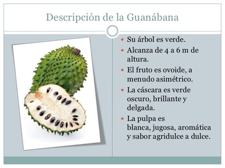 Monografia accion anticancerigena de la guanabana Monografia accion anticancerigena de la guanabana
