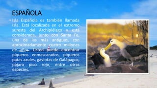ESPAÑOLA
• Isla Española es también llamada
Isla. Está localizada en el extremo
sureste del Archipiélago y está
considerada, junto con Santa Fe,
una de las más antiguas, con
aproximadamente cuatro millones
de años. Usted puede encontrar
piqueros enmascarados, piqueros
patas azules, gaviotas de Galápagos,
pájaro pico rojo, entre otras
especies.
 