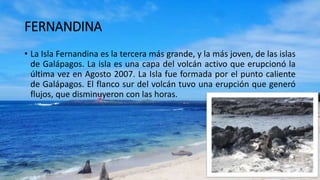 FERNANDINA
• La Isla Fernandina es la tercera más grande, y la más joven, de las islas
de Galápagos. La isla es una capa del volcán activo que erupcionó la
última vez en Agosto 2007. La Isla fue formada por el punto caliente
de Galápagos. El flanco sur del volcán tuvo una erupción que generó
flujos, que disminuyeron con las horas.
 