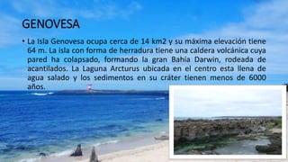 GENOVESA
• La Isla Genovesa ocupa cerca de 14 km2 y su máxima elevación tiene
64 m. La isla con forma de herradura tiene una caldera volcánica cuya
pared ha colapsado, formando la gran Bahía Darwin, rodeada de
acantilados. La Laguna Arcturus ubicada en el centro esta llena de
agua salado y los sedimentos en su cráter tienen menos de 6000
años.
 