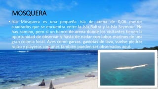 MOSQUERA
• Isla Mosquera es una pequeña isla de arena de 0,06 metros
cuadrados que se encuentra entre la Isla Baltra y la Isla Seymour. No
hay camino, pero si un banco de arena donde los visitantes tienen la
oportunidad de observar y hasta de nadar con lobos marinos de una
gran colonia local. Aves como garzas, gaviotas de lava, vuelve piedras
rojizo y playeros comunes también pueden ser observados aquí.
 