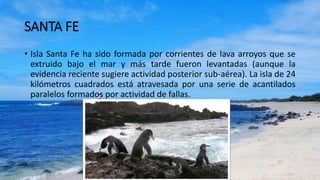 SANTA FE
• Isla Santa Fe ha sido formada por corrientes de lava arroyos que se
extruido bajo el mar y más tarde fueron levantadas (aunque la
evidencia reciente sugiere actividad posterior sub-aérea). La isla de 24
kilómetros cuadrados está atravesada por una serie de acantilados
paralelos formados por actividad de fallas.
 