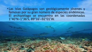 •Las Islas Galápagos son geológicamente jóvenes y
famosas por su gran número de especies endémicas.
El archipiélago se encuentra en las coordenadas
1°40'N–1°36'S, 89°16'–92°01'W.
 