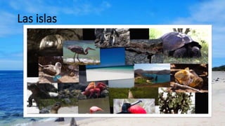 Las islas
 