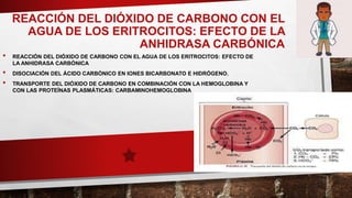 REACCIÓN DEL DIÓXIDO DE CARBONO CON EL
AGUA DE LOS ERITROCITOS: EFECTO DE LA
ANHIDRASA CARBÓNICA
• REACCIÓN DEL DIÓXIDO DE CARBONO CON EL AGUA DE LOS ERITROCITOS: EFECTO DE
LA ANHIDRASA CARBÓNICA
• DISOCIACIÓN DEL ÁCIDO CARBÓNICO EN IONES BICARBONATO E HIDRÓGENO.
• TRANSPORTE DEL DIÓXIDO DE CARBONO EN COMBINACIÓN CON LA HEMOGLOBINA Y
CON LAS PROTEÍNAS PLASMÁTICAS: CARBAMINOHEMOGLOBINA
 