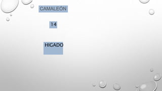 CAMALEÓN
14
HIGADO
 