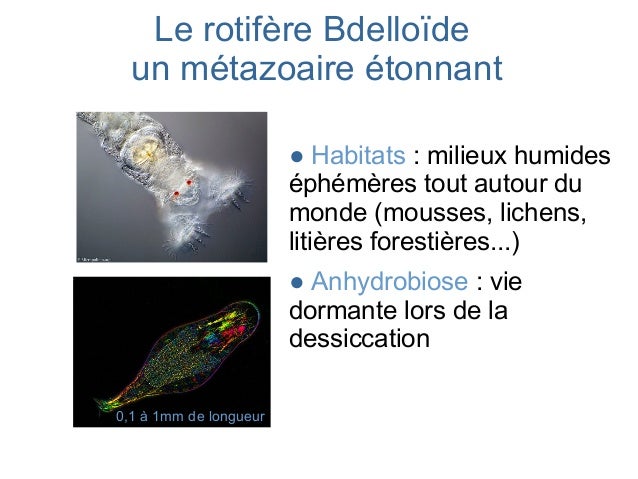 https://image.slidesharecdn.com/diaposfinalesbdelloides-170807075901/95/volution-sans-reproduction-sexue-chez-les-rotifres-6-638.jpg?cb=1502093047