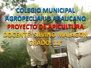 COLEGIO MUNICIPAL AGROPECUARIO ARAUCANOPROYECTO DE APICULTURADOCENTE: SILVINO MALAGONGRADO: 11° 