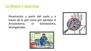 Penetración a partir del suelo y a
través de la piel como por ejemplo el
Ancylostoma, el Schistosoma,
Strongyloides
 