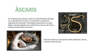 Se caracterizan por alcanzar entre 10 y 30 centímetros de largo
en un periodo de tres meses. Se transmiten a través de la
ingesta de los huevecillos fecundados del parásito, los cuales
llegan al aparato digestivo por medio de las manos o de frutas y
verduras contaminadas con tierra.
Entre los síntomas se encuentran: dolor abdominal, diarrea,
irritación intestinal y tos.
 