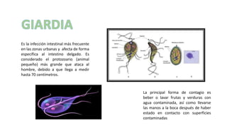 Es la infección intestinal más frecuente
en las zonas urbanas y afecta de forma
específica al intestino delgado. Es
considerado el protozoario (animal
pequeño) más grande que ataca al
hombre, debido a que llega a medir
hasta 70 centímetros.
La principal forma de contagio es
beber o lavar frutas y verduras con
agua contaminada, así como llevarse
las manos a la boca después de haber
estado en contacto con superficies
contaminadas
 
