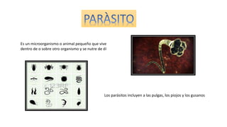 Es un microorganismo o animal pequeño que vive
dentro de o sobre otro organismo y se nutre de él
Los parásitos incluyen a las pulgas, los piojos y los gusanos
 