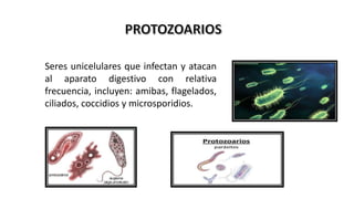 Seres unicelulares que infectan y atacan
al aparato digestivo con relativa
frecuencia, incluyen: amibas, flagelados,
ciliados, coccidios y microsporidios.
 
