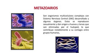 Son organismos multicelulares complejos con
Sistema Nervioso Central (SNC) desarrollado y
algunos órganos. Estos se reproducen
sexualmente y dan origen a huevos y larvas que
son eliminadas por el huésped, lo que
contribuye notablemente a su contagio entre
grupos humanos,
 