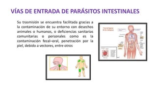 Su trasmisión se encuentra facilitada gracias a
la contaminación de su entorno con desechos
animales o humanos, o deficiencias sanitarias
comunitarias o personales como es la
contaminación fecal–oral, penetración por la
piel, debido a vectores, entre otros
 