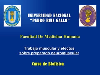 Facultad De Medicina Humana   UNIVERSIDAD NACIONAL  “PEDRO RUIZ GALLO” Curso de Biofísica Trabajo muscular y efectos sobre preparado neuromuscular 