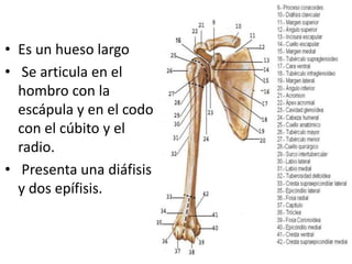 • Es un hueso largo
• Se articula en el
hombro con la
escápula y en el codo
con el cúbito y el
radio.
• Presenta una diáfisis
y dos epífisis.
 